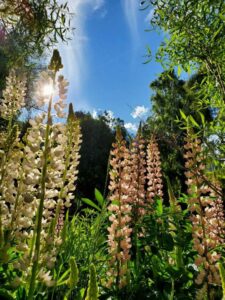 Camping Los Maitenes - Parque Nacional Los Alerces - foto camping los maitenes parque nacional los alerces chubut argentina 373 87