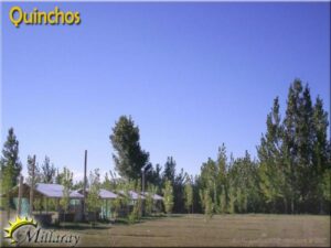 Camping Millaray - San Carlos - foto camping millaray san carlos mendoza argentina 1650 3