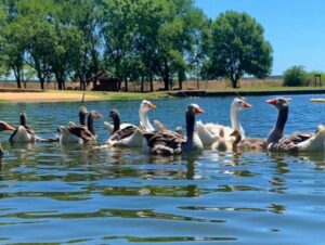 Camping Parque Natural Capitán Sarmiento - Capitán Sarmiento - foto camping parque natural capitan sarmiento capitan sarmiento buenos aires argentina 53 53