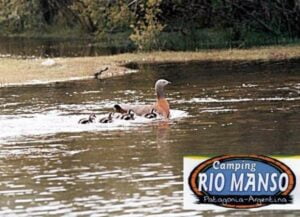 Camping Río Manso - Bariloche - foto camping rio manso bariloche rio negro argentina 1733 1